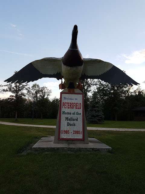 Petersfield Mallard Duck Statue